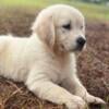 We have English Cream Golden Retriever Puppies