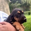 AKC Bloodhound Puppies