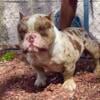 Merle micro exotic American bully stud