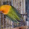 lovebird opalinos