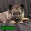 Norwegian Elkhound Puppies