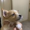 Tiny Teacup Male Long Hair Chihuahua