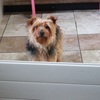 Yorkie Available