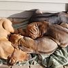 Rhodesian Ridgeback puppies ready for homes!