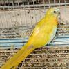 Austrailian parakeets