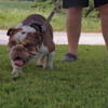 Akc Male English Bulldog