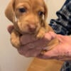 CKC Registered Female Miniature Dachshunds 