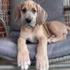 AKC Great Dane Puppies