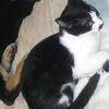 Need to rehome asap (sw Detroit)