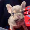 Toy teacup Frenchie puppies ! (killianmodrc@gmail.com)
