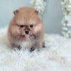 Teacup Pomeranian