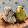 Hand fed Baby Parrotlets