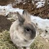 Dwarf-Lionhead Cross Bunnies
