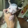Sphynx dwelf elf kittens 