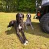 Breeding Confirmed Great Dane Puppies