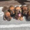 Sable Dapple Mini Dachshund Puppies