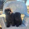 Bouvier pups
