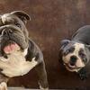 Old English Bulldog Puppies