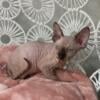 Sphynx kittens looking for new family