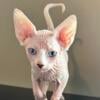 Sphynx kittens, READY TO GO JULY 9th, REDUCED PRICE