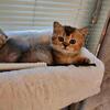 Scottish Fold kittens 