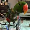 Eclectus Male