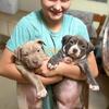 American bully puppies 