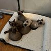Young loving Tonkinese 1.5 years old 2 champagne males and 1 female