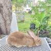 Pedigreed Flemish Giant Rabbits - Orange City