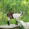 Smaller Alpine Does (Ashtabula County)