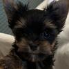 Male yorkie