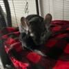 6 year old chinchilla for rehoming