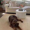 STUD American Red Doberman