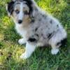 Blue Merle Male puppy