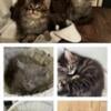 Maine Coon Kittens - TICA Registered