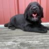 Black Labradoodle puppies