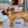 AKC BULLMASTIFF PUPS CHAMPION LINES