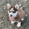 Adorable Male Husky puppy