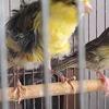 Canaries 