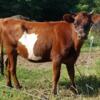 A2/A2 Jersey cross heifer for sale