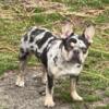 Female Frenchie AKC 