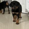 Rottweiler puppies Akc