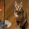 F3 Savannah cat