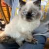 Seal point CFA reg Himalayan Kitten Female