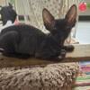 Adorable Black Sphynx kittens looking for their forever homes