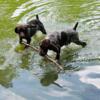 German Shorthaired Puppy Registered Purebred with AKC & NAVHDA meet Denver11111