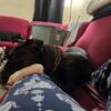 2 year old male pitbull