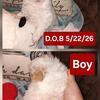 AKC Long Coat Chihuahua Puppys!!