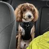 Mini Goldendoodle STUD not for sale