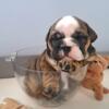 AKC MALE ENGLISH BULLDOG PUPPY